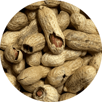 千葉県産はねだし落花生